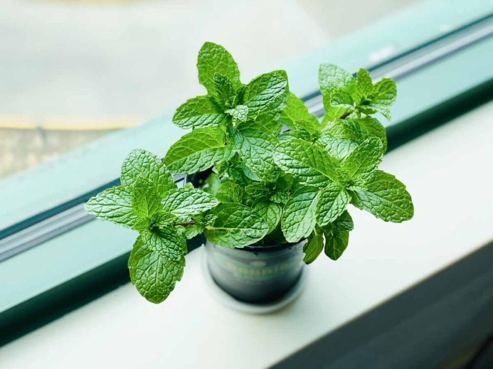 fresh mint is needed for the perfect shamrock shake flavor