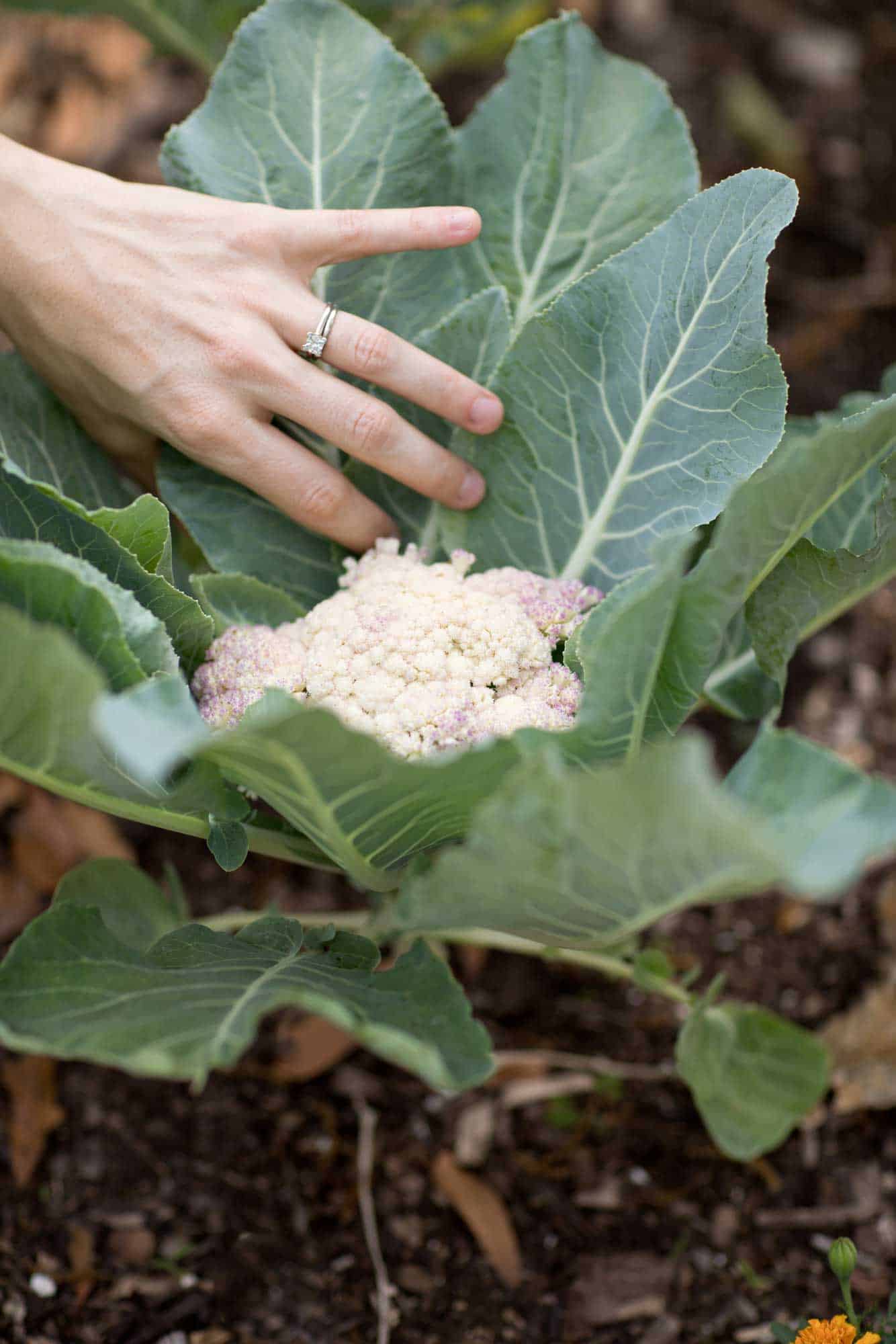 Fresh and healthy cauliflower for smoothies