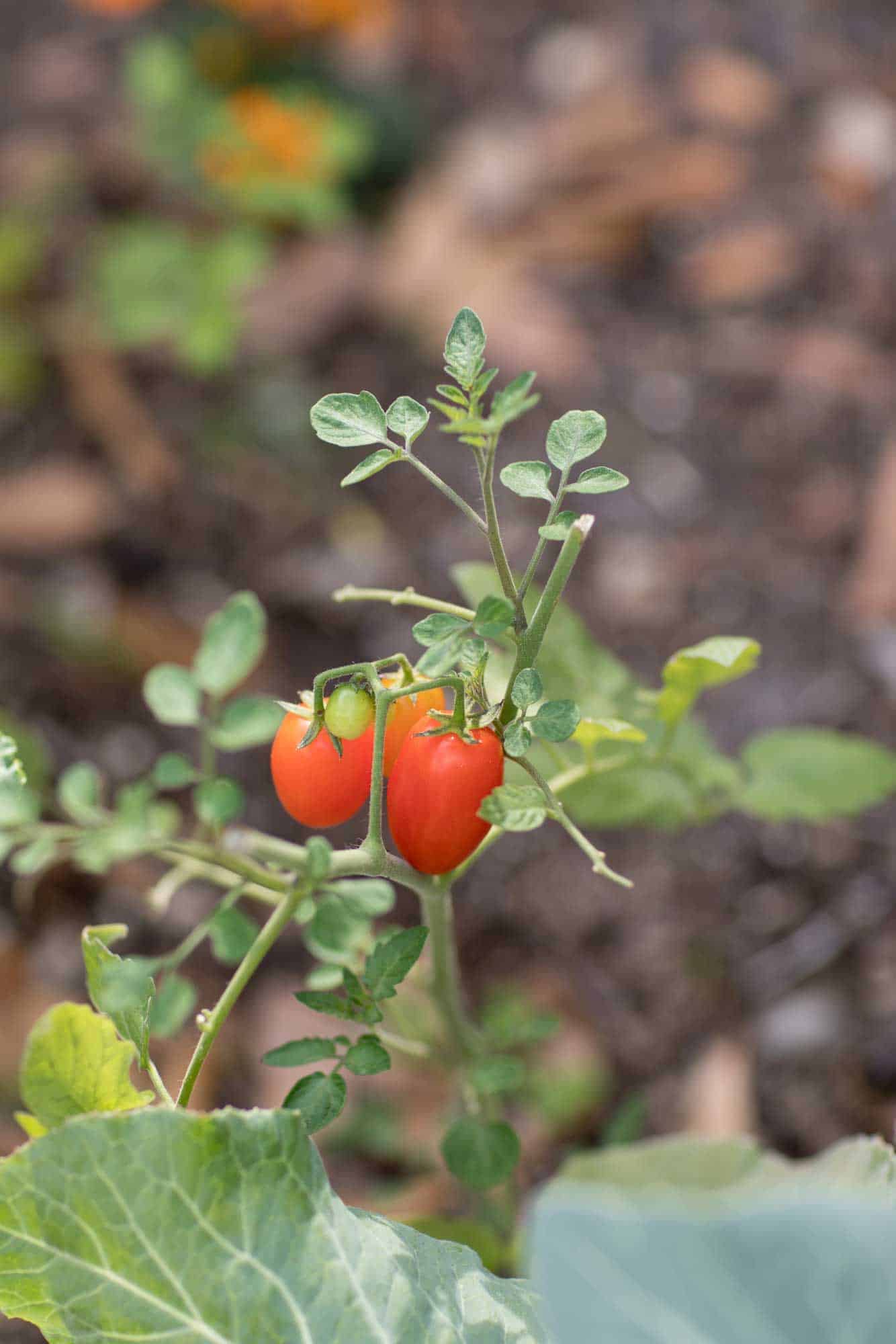 Tomatoes on the vine