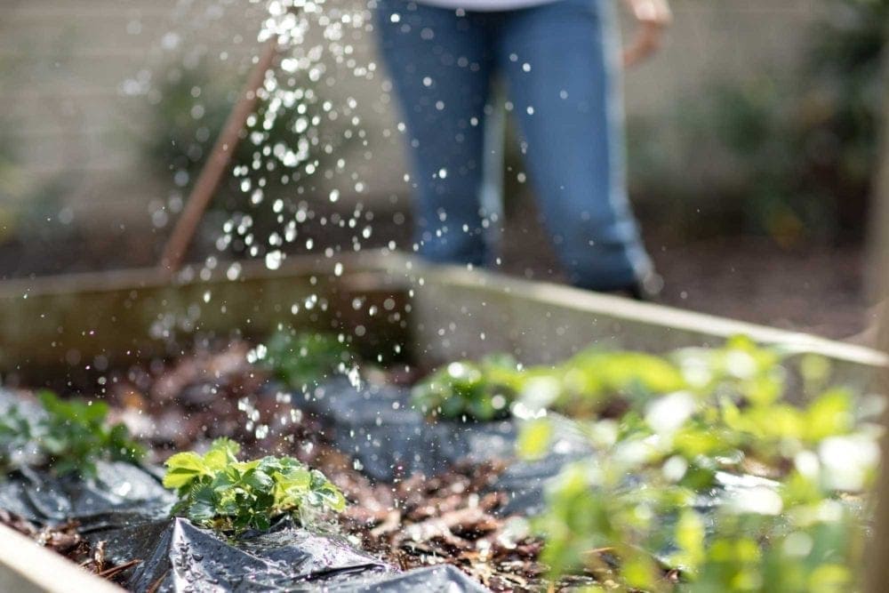 Watering your backyard garden
