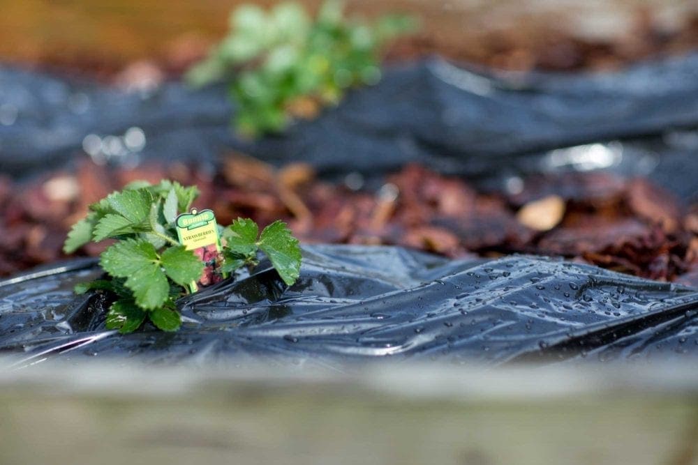 Using plastic as weed and moisture barrier for home garden