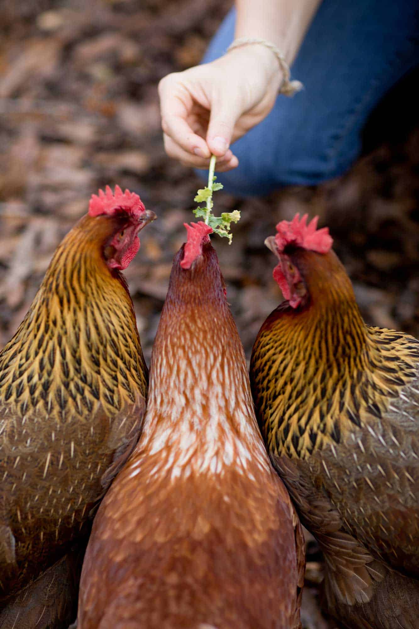 Chickens helping to compost