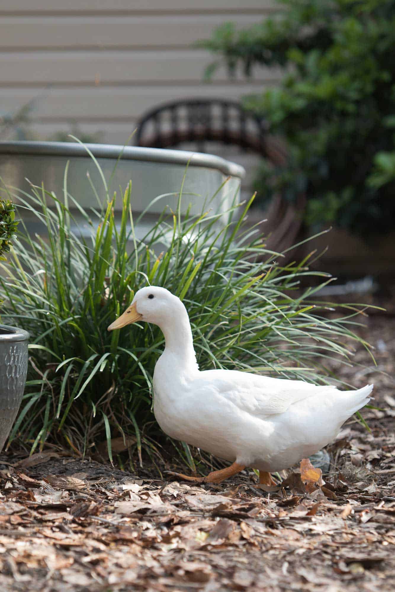 Huck the Duck explores backyard garden