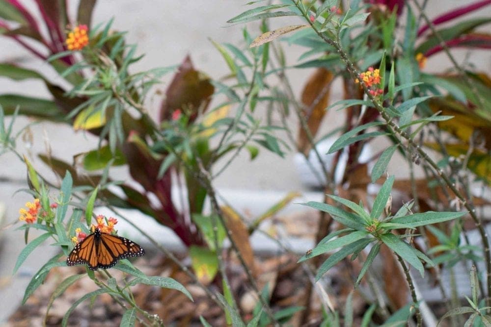 Butterfly friendly plants for your yard