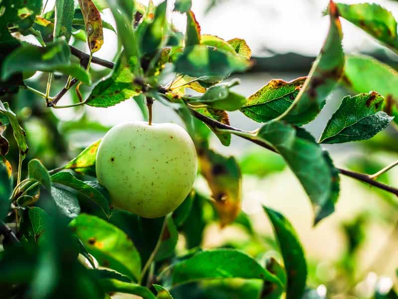 green apple still attached to a tree.