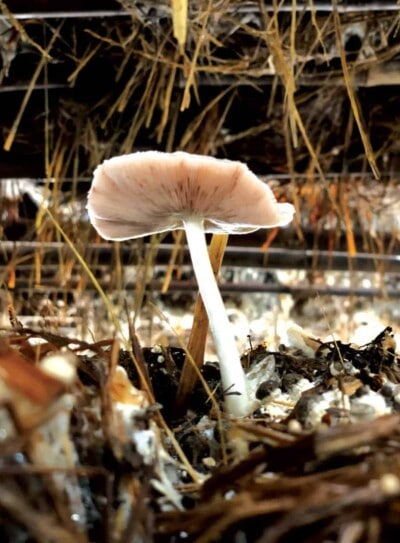 Mushroom growing project with World Hope International