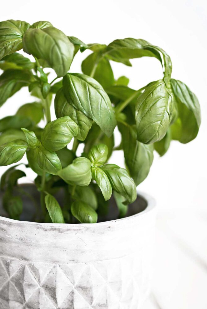 Fresh basil in a pot picked for sun-dried tomato pesto