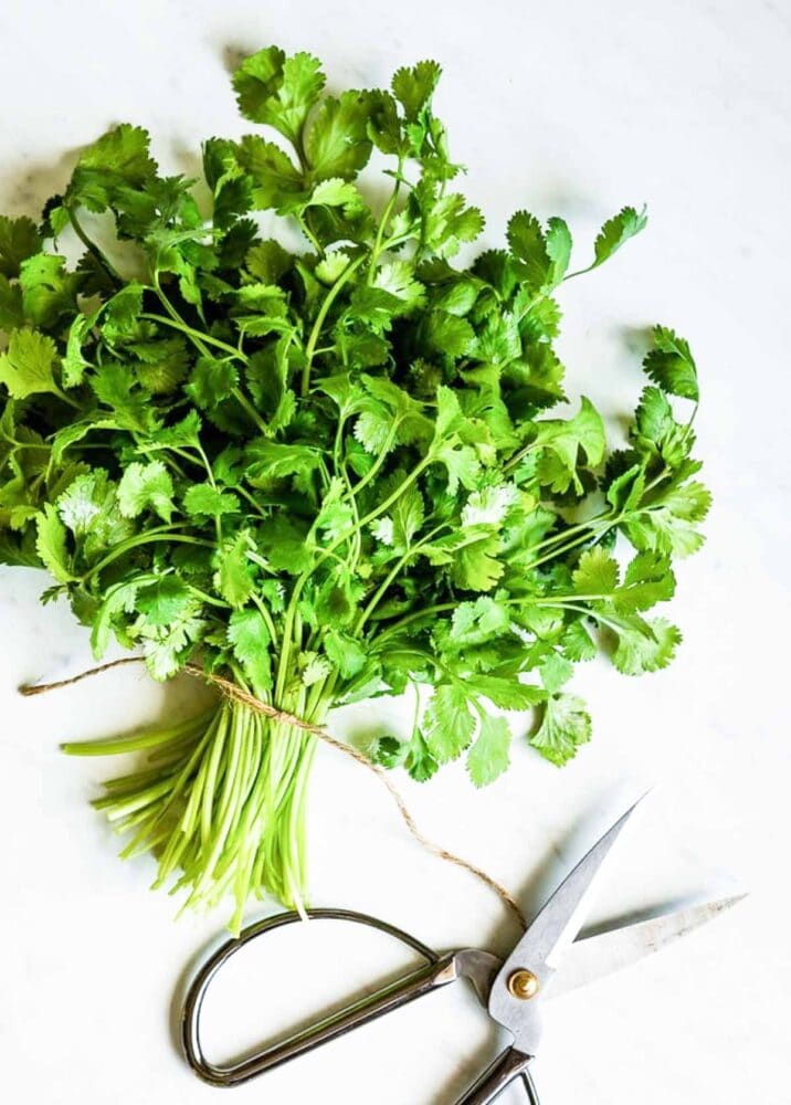 Fresh cilantro add brightness to pesto