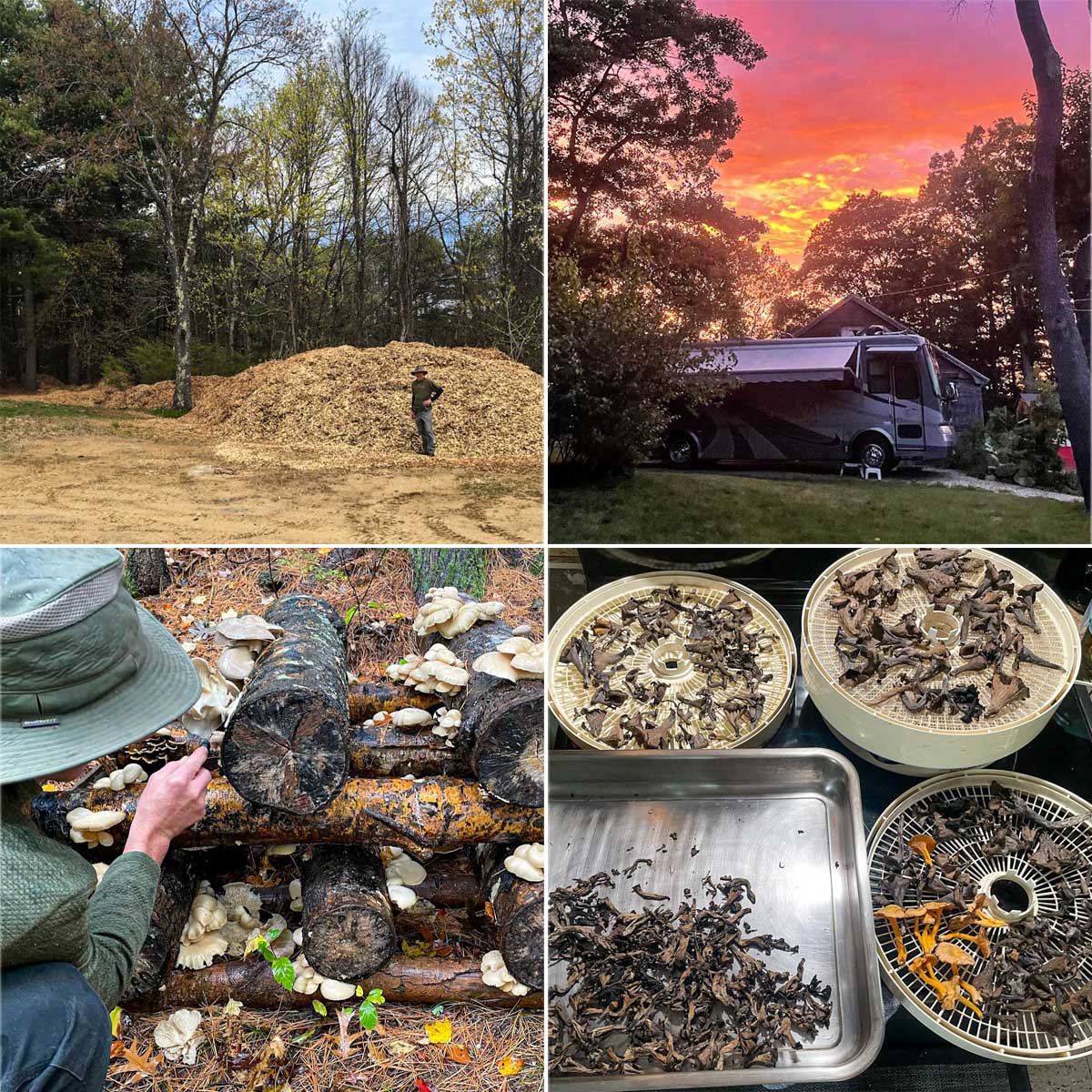 Denise's homestead in 4 photos: top left is dirt lot with pile of wood chips, top right is RV with sunset sky in the background, bottom left is foraging for mushrooms and bottom right is dehydrating mushrooms