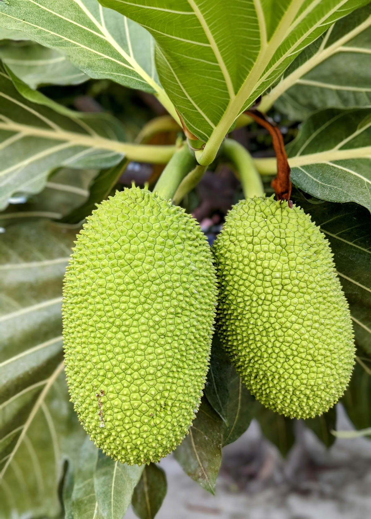 fresh jackfruit is super huge + nutrient dense.