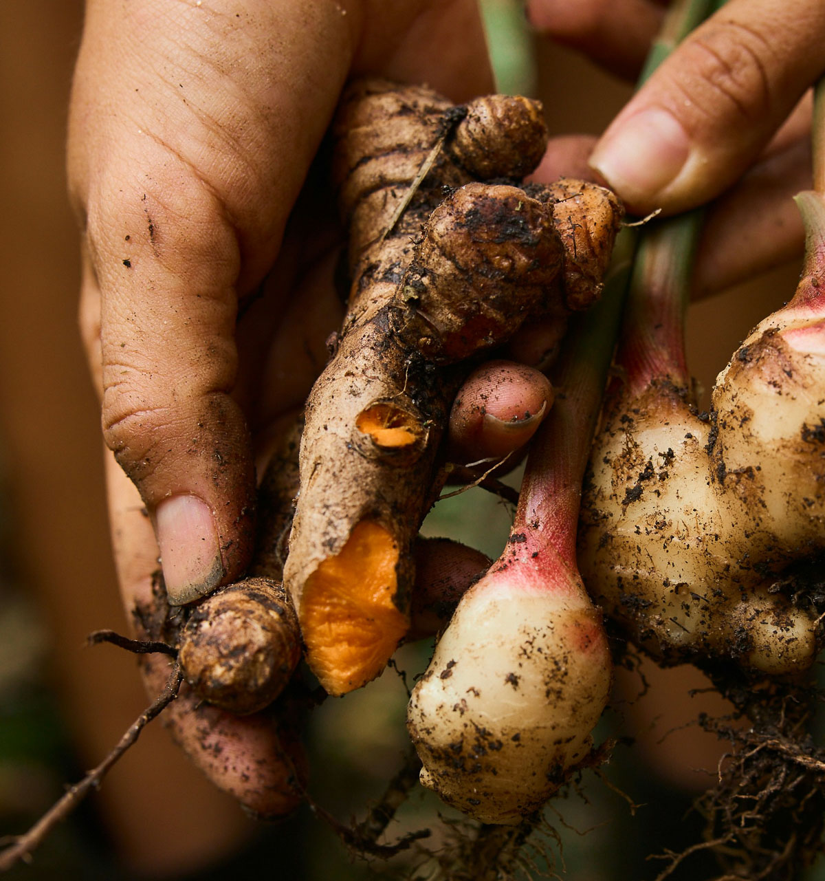 Fresh turmeric root being held by two hands after being harvested.