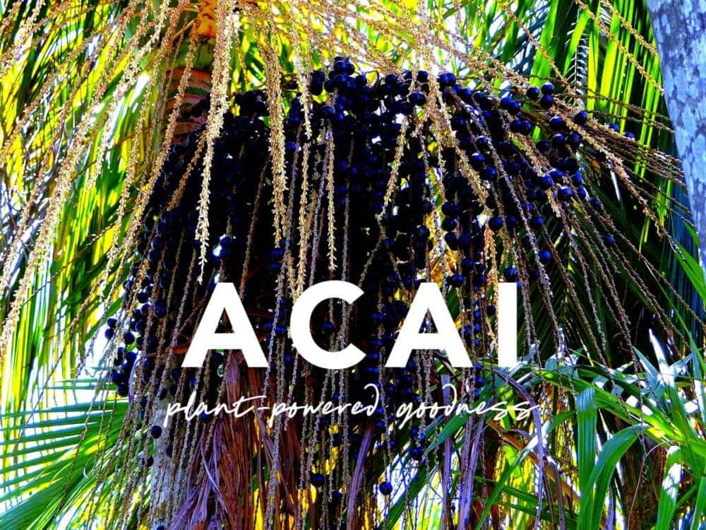açai tree with the words: ACAI, plant-powered goodness.