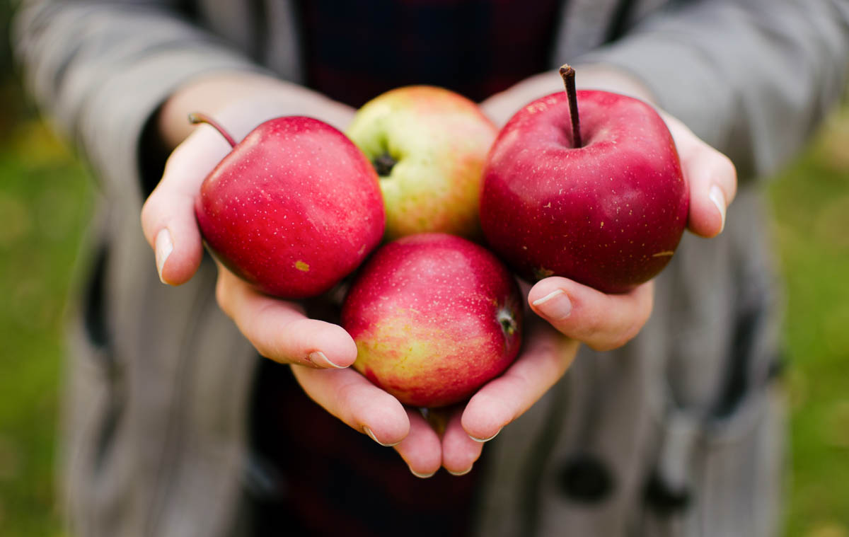 2 hands holding 4 whole, red apples.