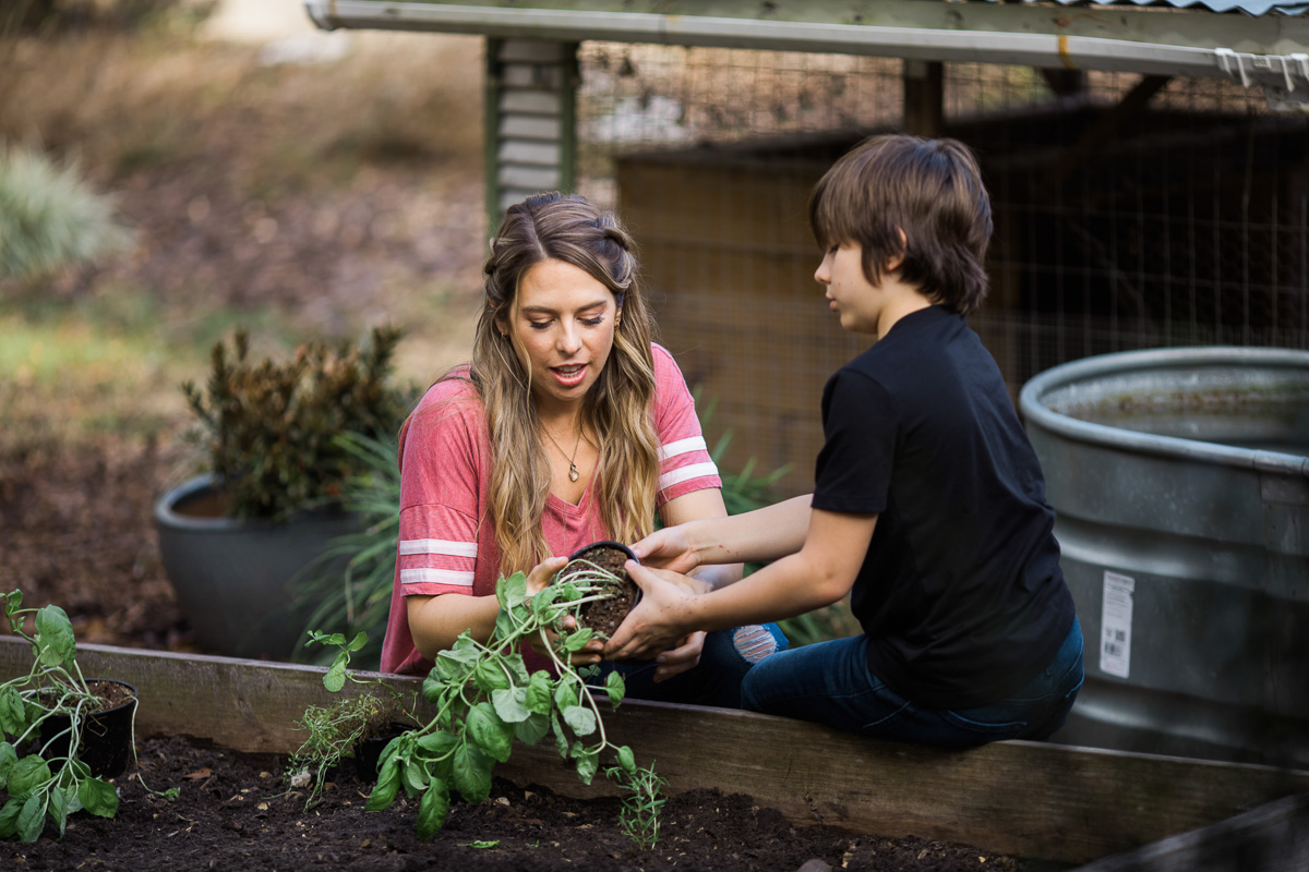 Two people carefully remove a tomato plant from its pot to plant it in a garden bed.