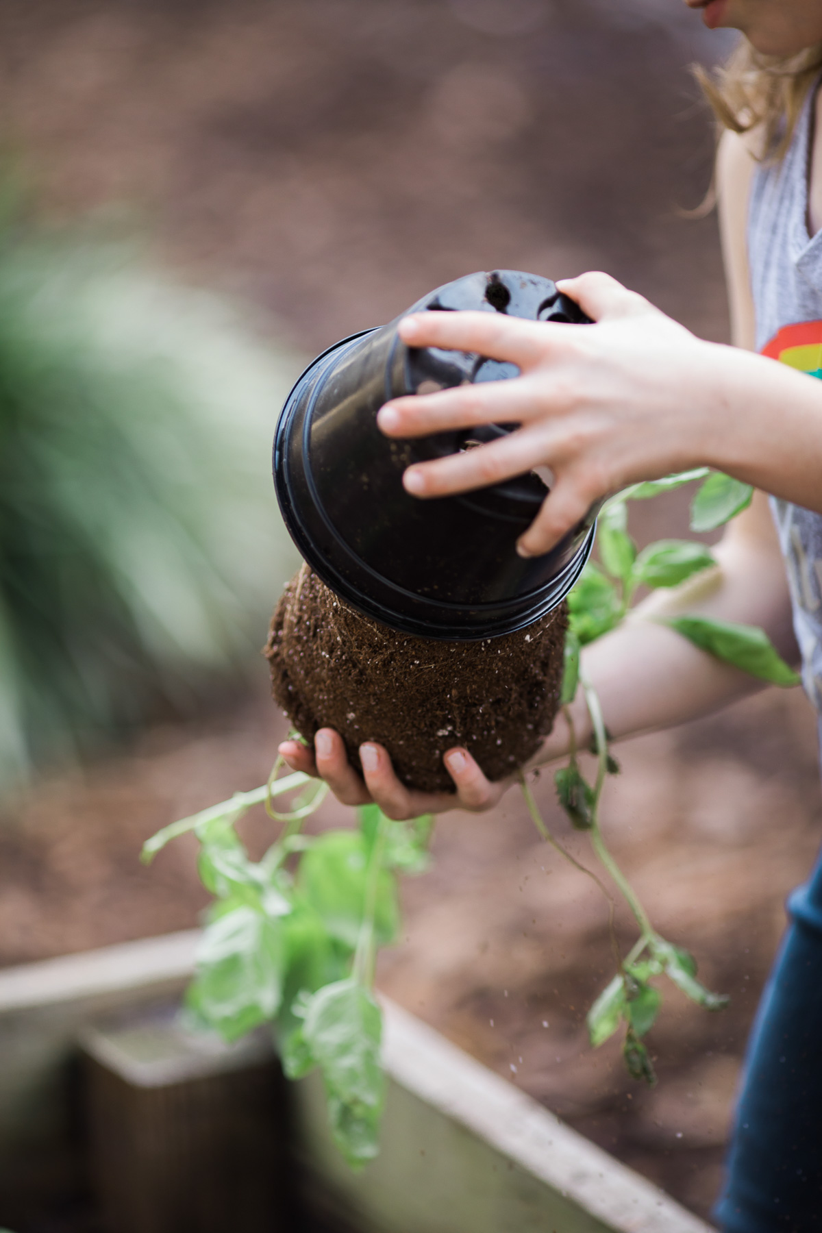 A potted plant being gently removed from its pot, ready for its new home in the garden.