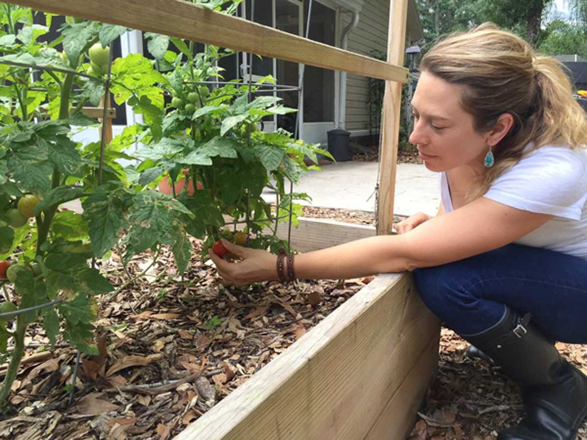 A person harvesting tomatoes from tomato plants