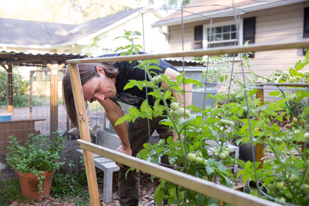 The person looking for ripe tomatoes ready to be picked from the plants