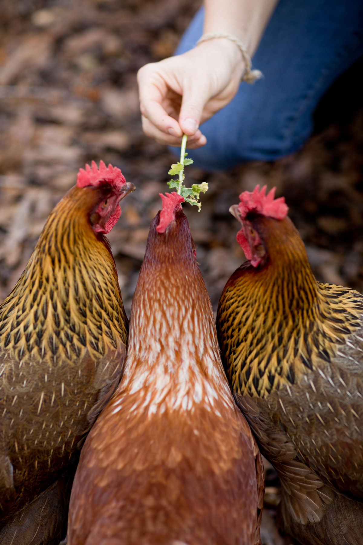 Hand feeding fresh kale to three chickens