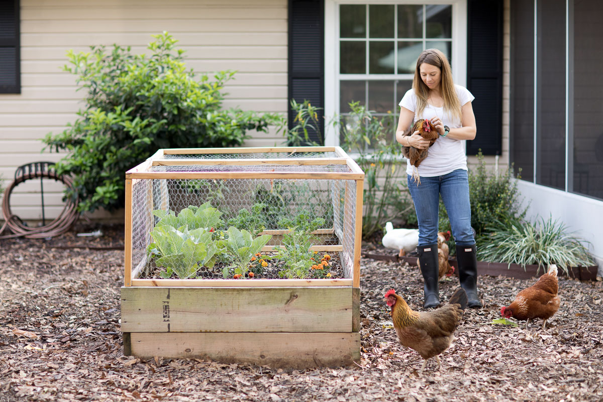 Jen holding a chicken with others nearby, standing beside a homemade raised bed.