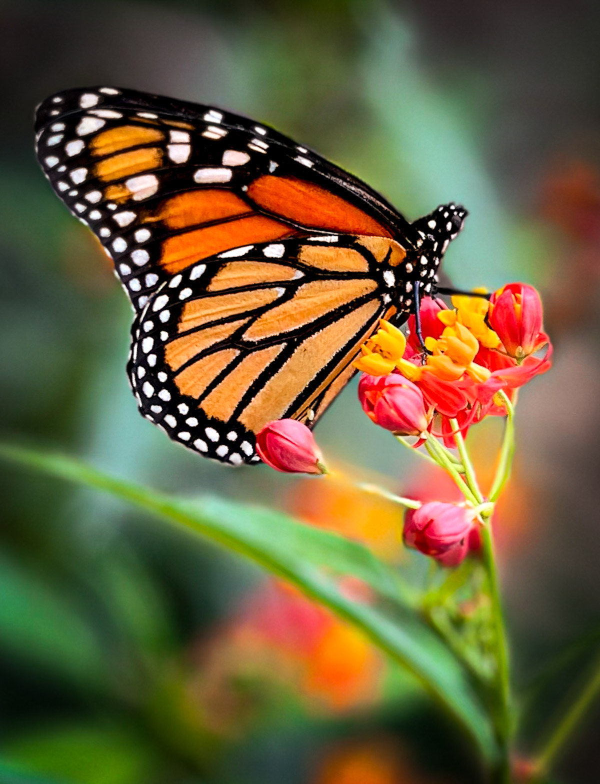Monarch butterfly sitting on top of a flowering milkweed plant