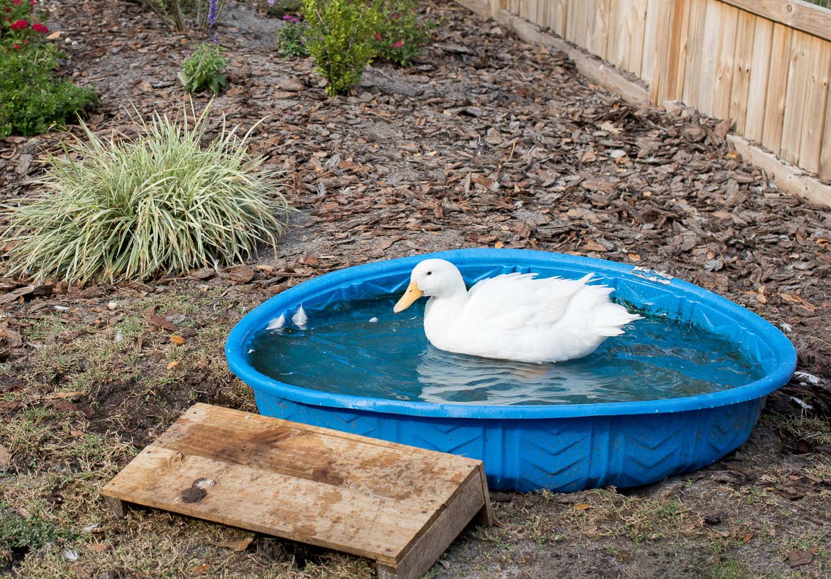 Huck the duck in his kiddie pool