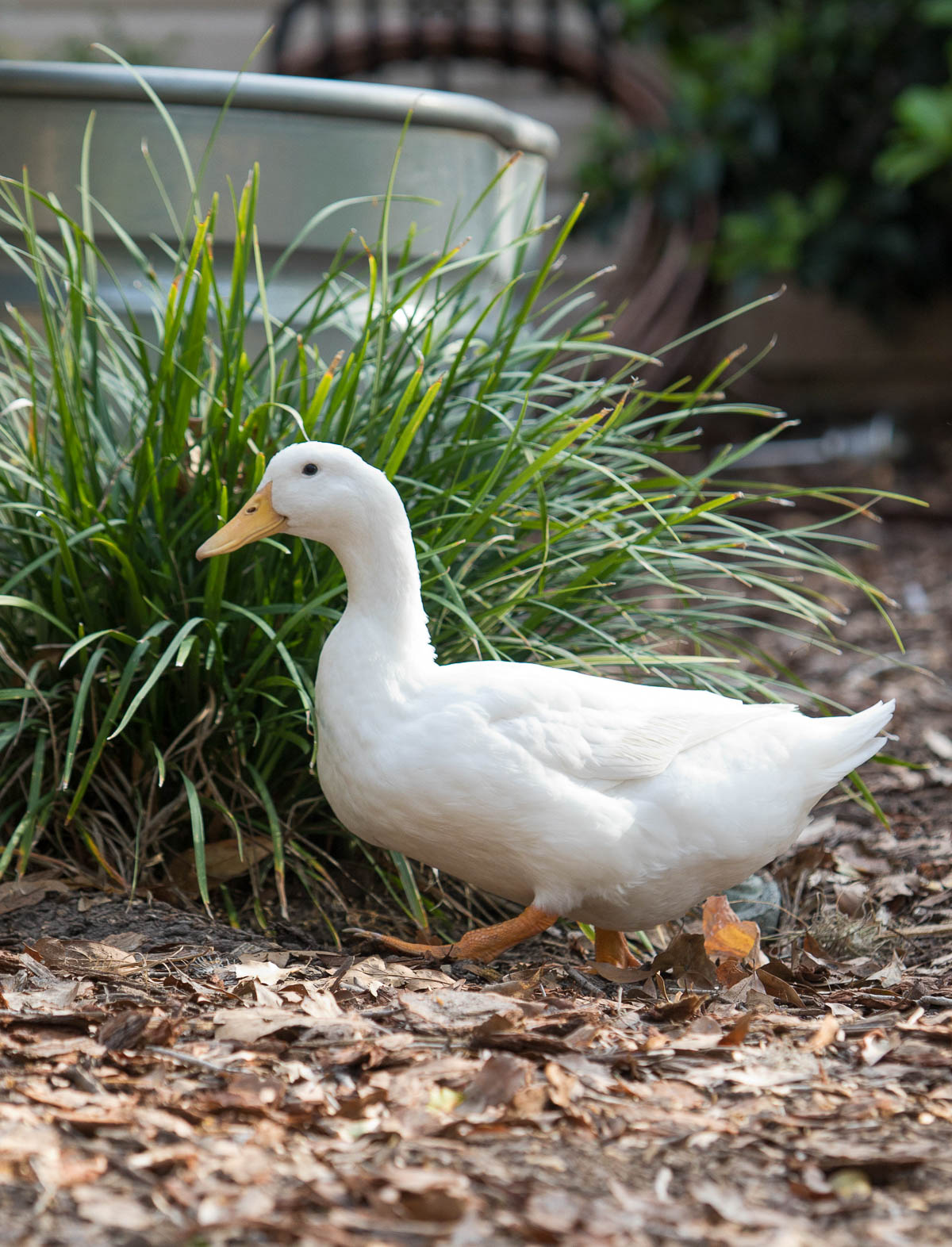 White Peking duck walking in front of monkey grass