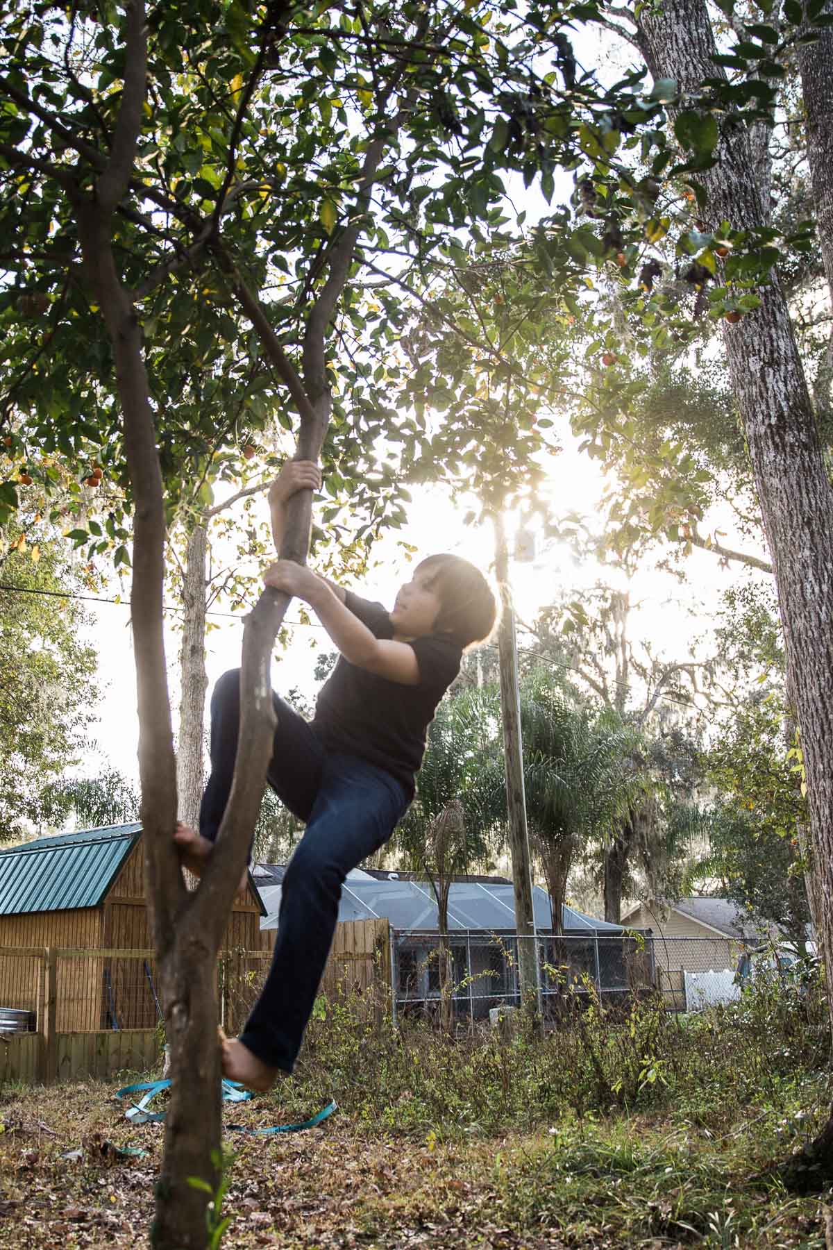 A boy climbing a tree