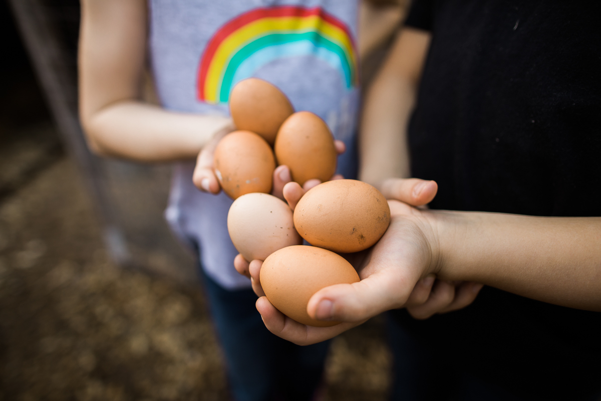 Farm fresh eggs in hands