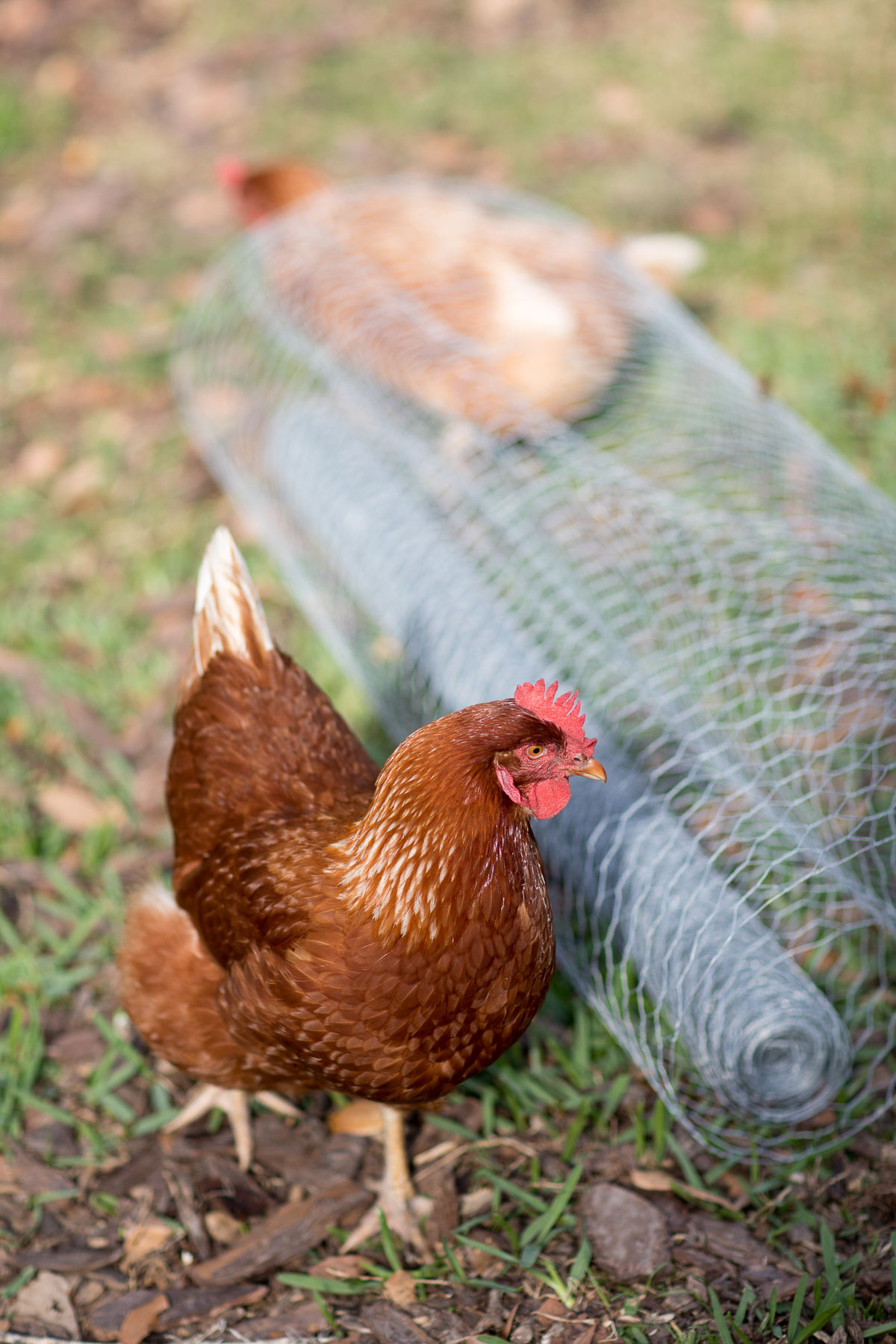 Chicken walking next to chicken wire roll