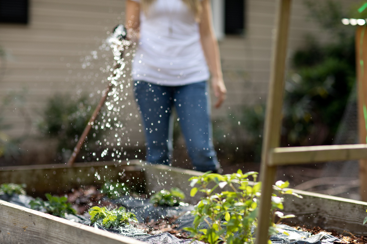 Photo of someone watering a raised garden bed.