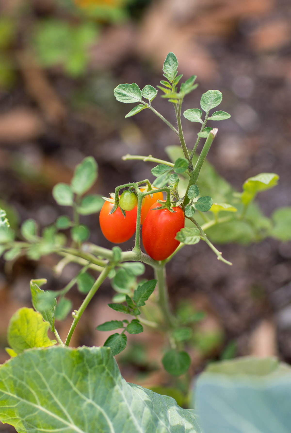 Ripe tomatoes on a tomato plant