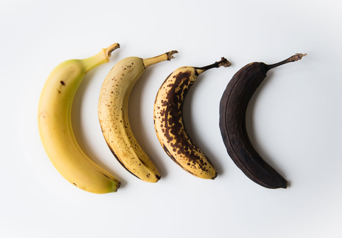 Four bananas at various stages of the ripening process.