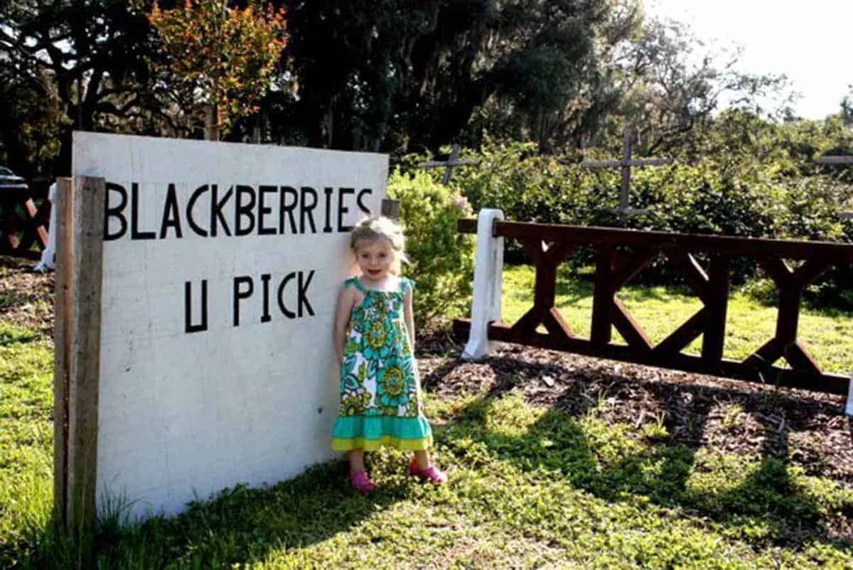 picking fresh fruit