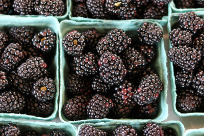 Fresh picked organic blackberries in cartons.