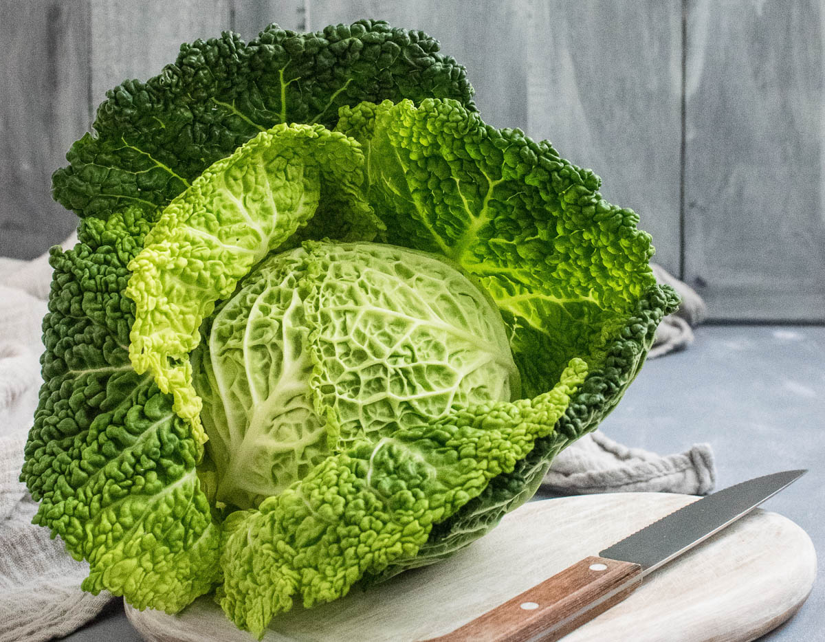 big head of leafy green cabbage.