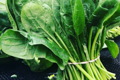 fresh spinach in a bundle bound by a rubber band.