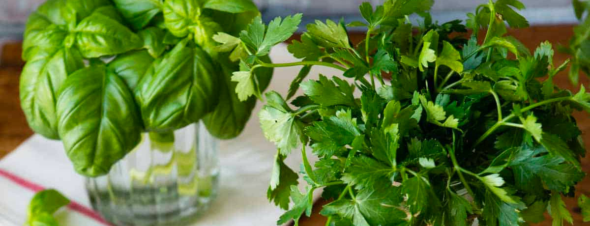 two jars with herbs—one with basil and the other with cilantro