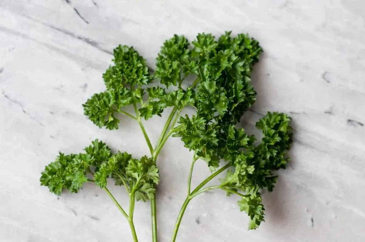 pretty parsley displayed on marble countertop