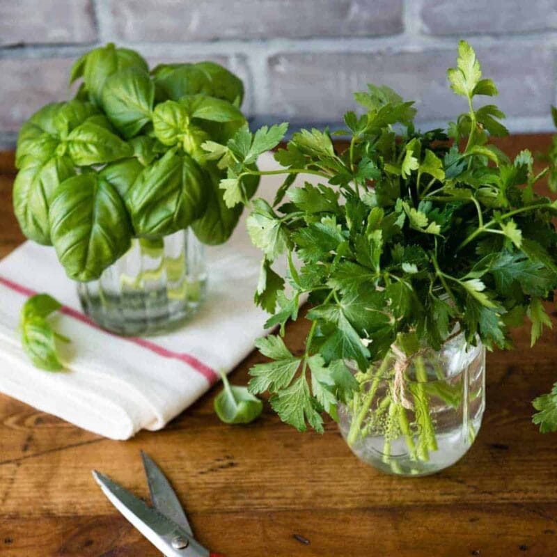 Jars of fresh herbs in water.
