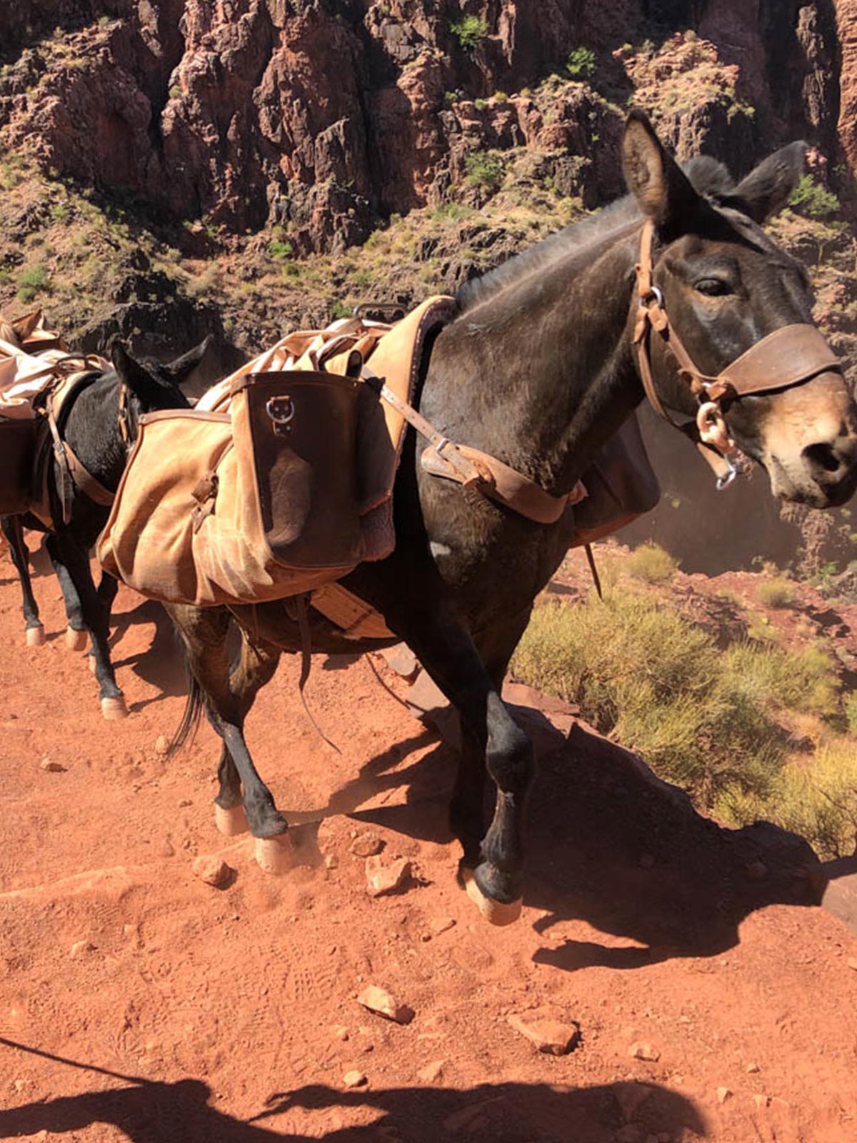 Mule carrying bags on North Kaibab Trail on Grand Canyon Rim to Rim.