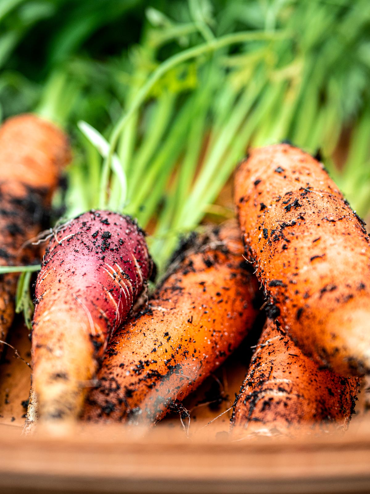 fresh garden carrots