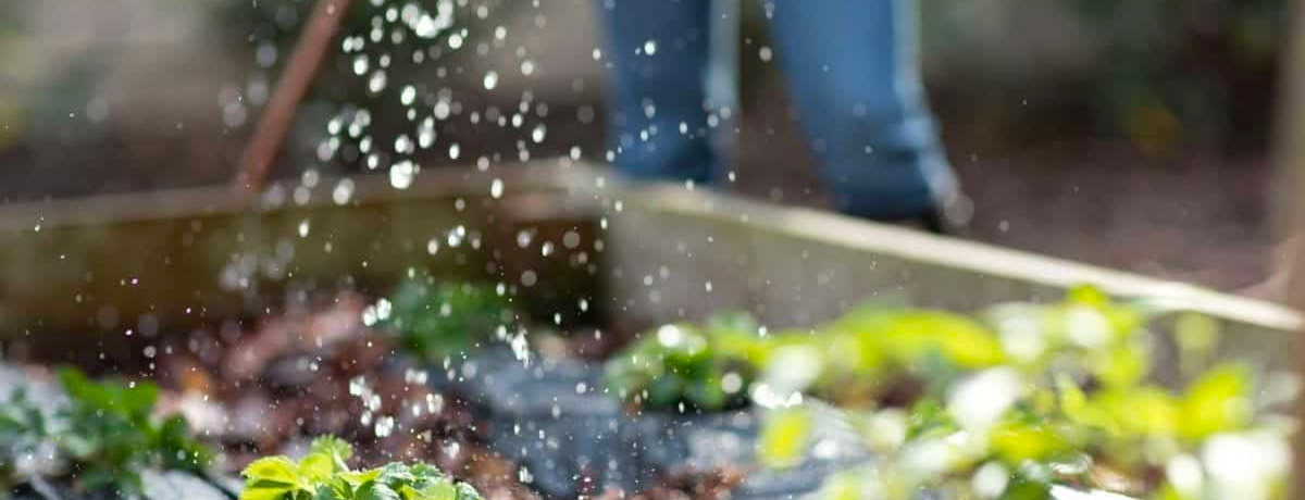 water spraying from a hose onto a garden of fresh greens
