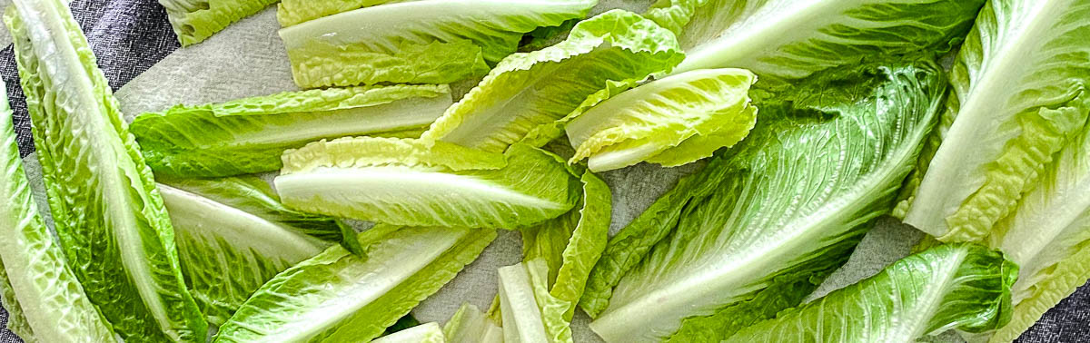 lots of fresh romaine lettuce leaves on a towel.