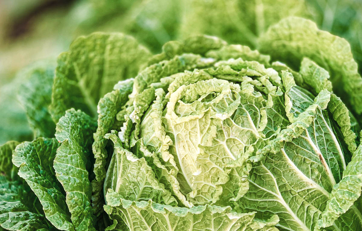 a head of green cabbage.