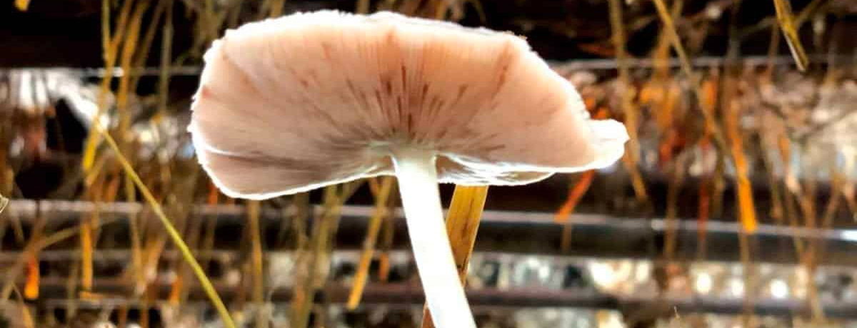 close up view of a mushroom in a grow house in cambodia