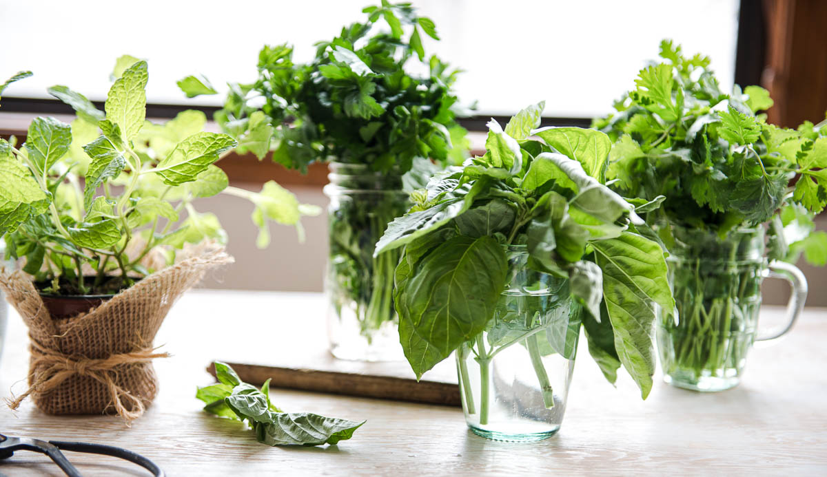 4 containers of fresh herbs including basil, mint, cilantro and parsley.