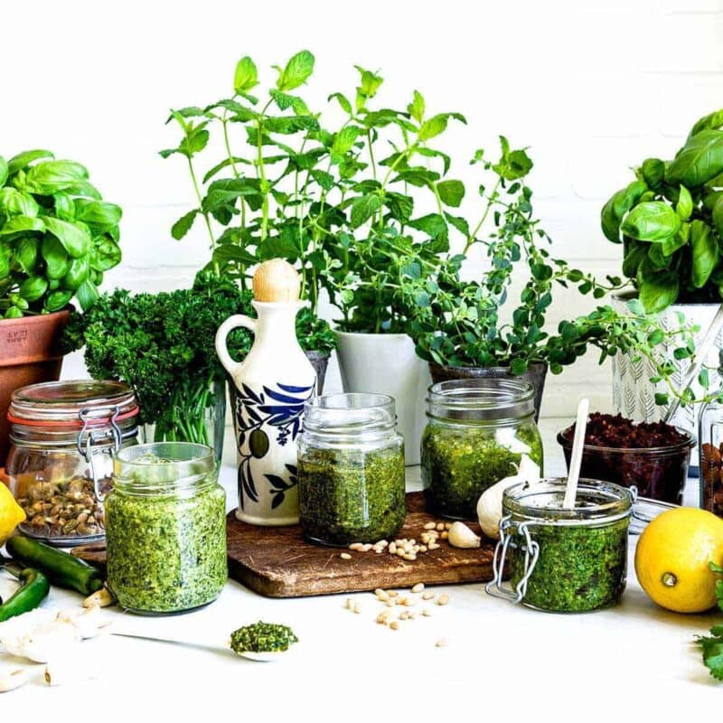 multiple glass jars of vegan pesto recipes surrounded by fresh herbs, lemon and nuts on a white counter top.