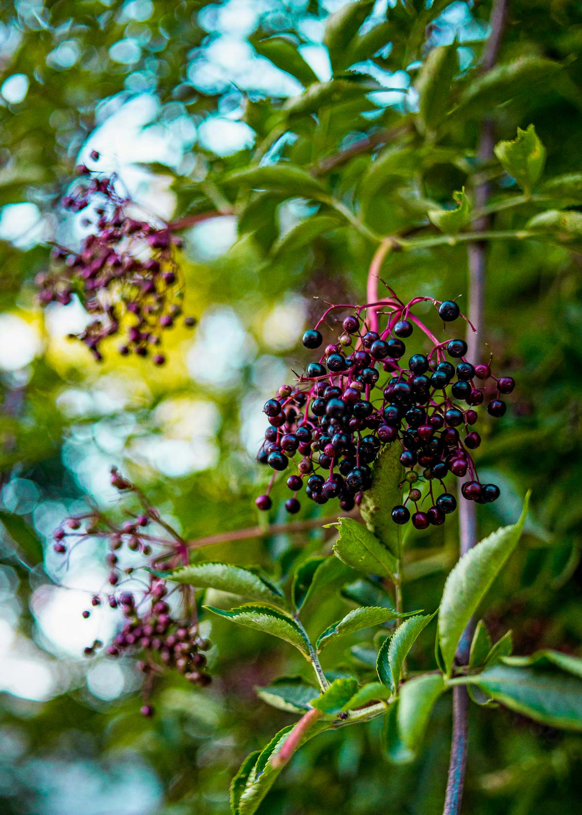 Elderberry growing on a Sambucus tree
